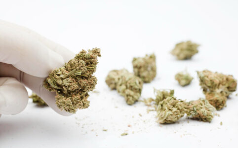 How to Partner with A Weed Packaging Company to Meet Imposing Deadlines